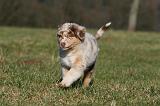 BERGER AUSTRALIEN PUPPIES 714